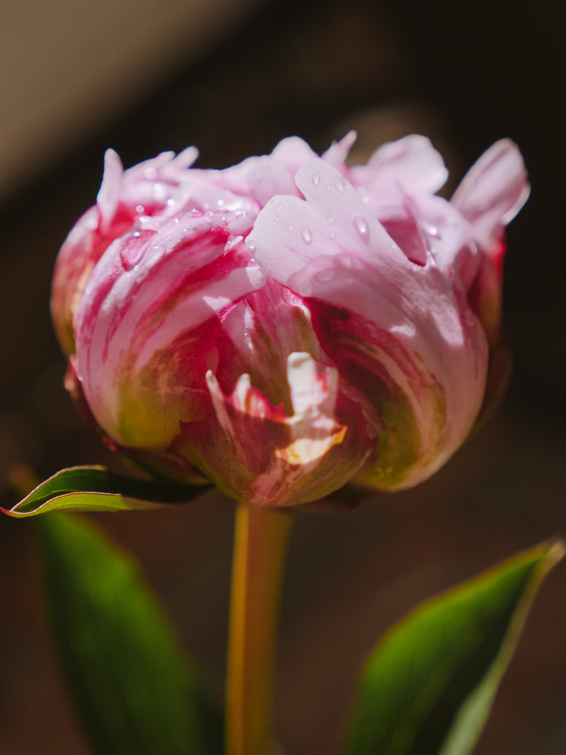 Inspiration of Jo Malone - Peony & Blush Suede Fragrance Oil - playthecandle